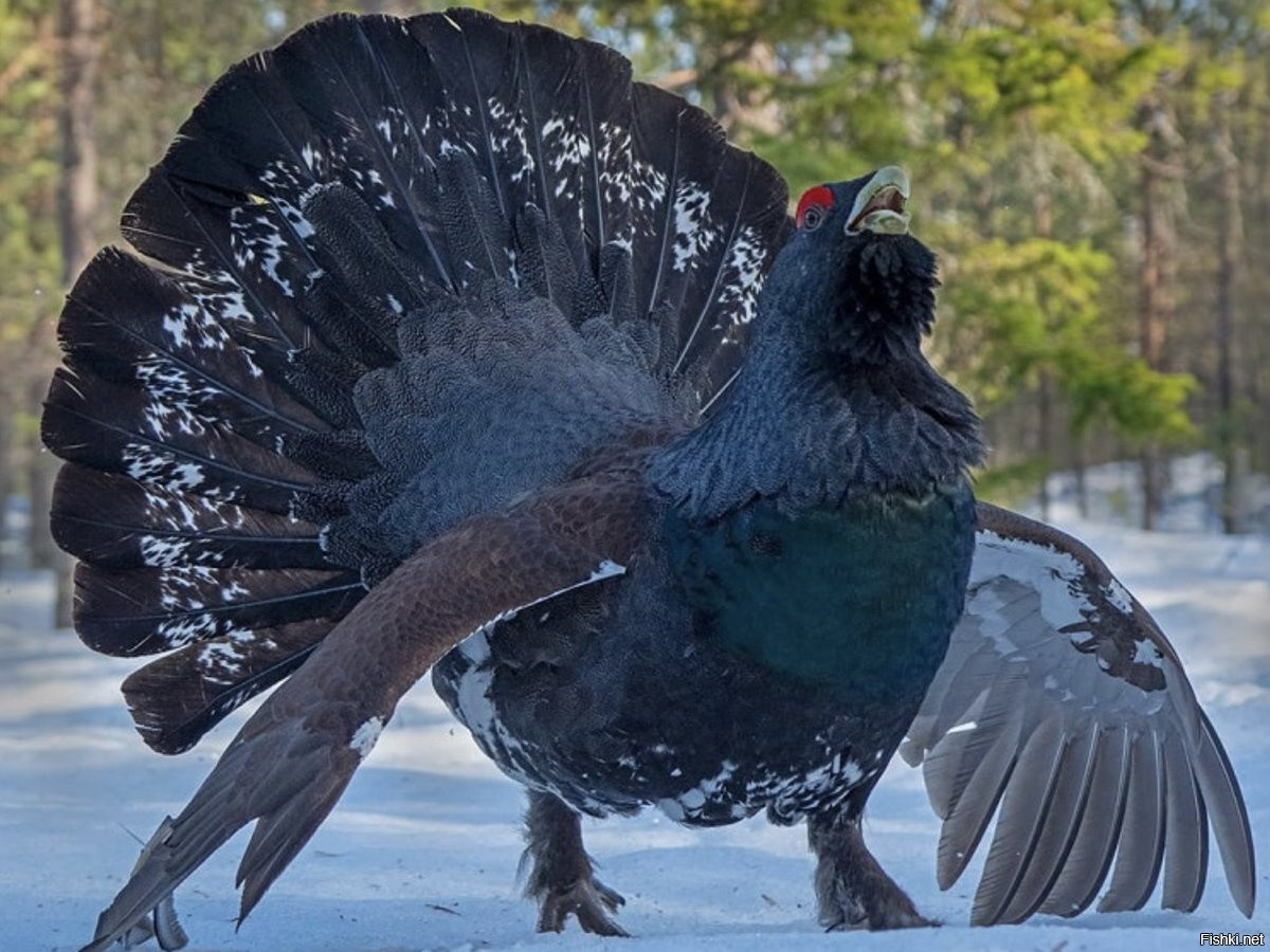 Ебля жены в разных позах