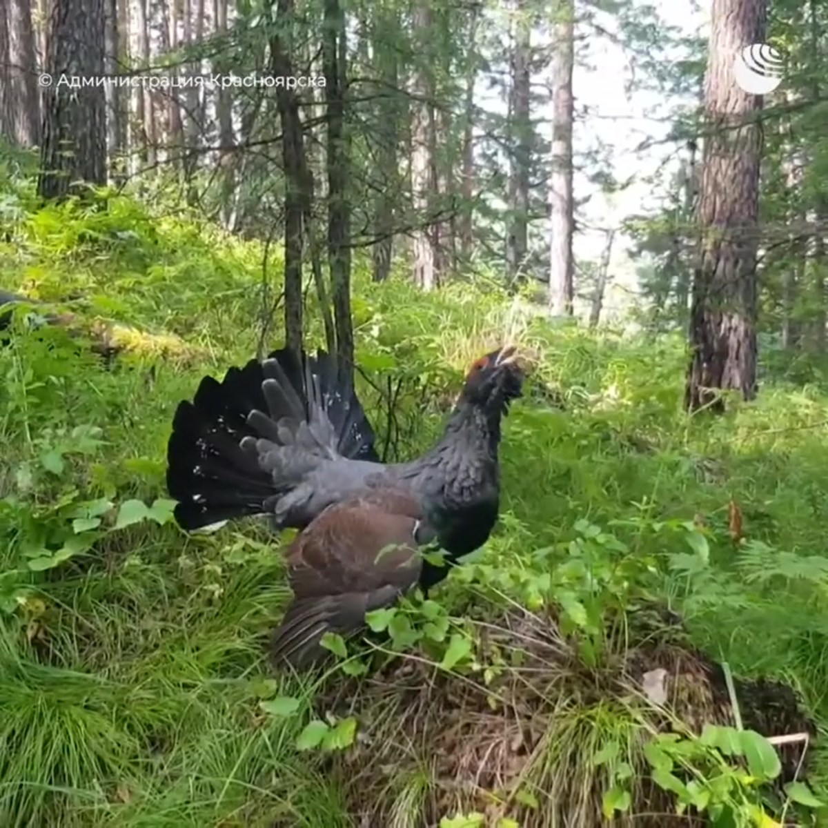 Тетерев-Косач самка