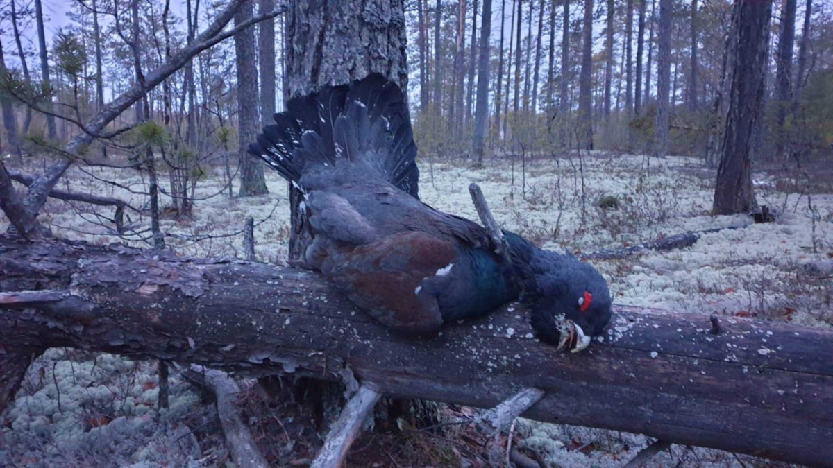 Синий Глухарь