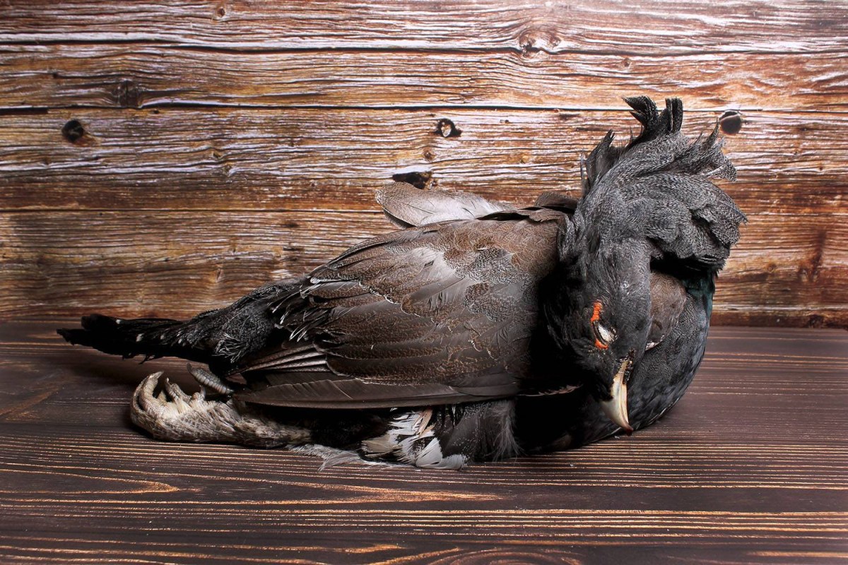 Профеминист кто это простыми словами