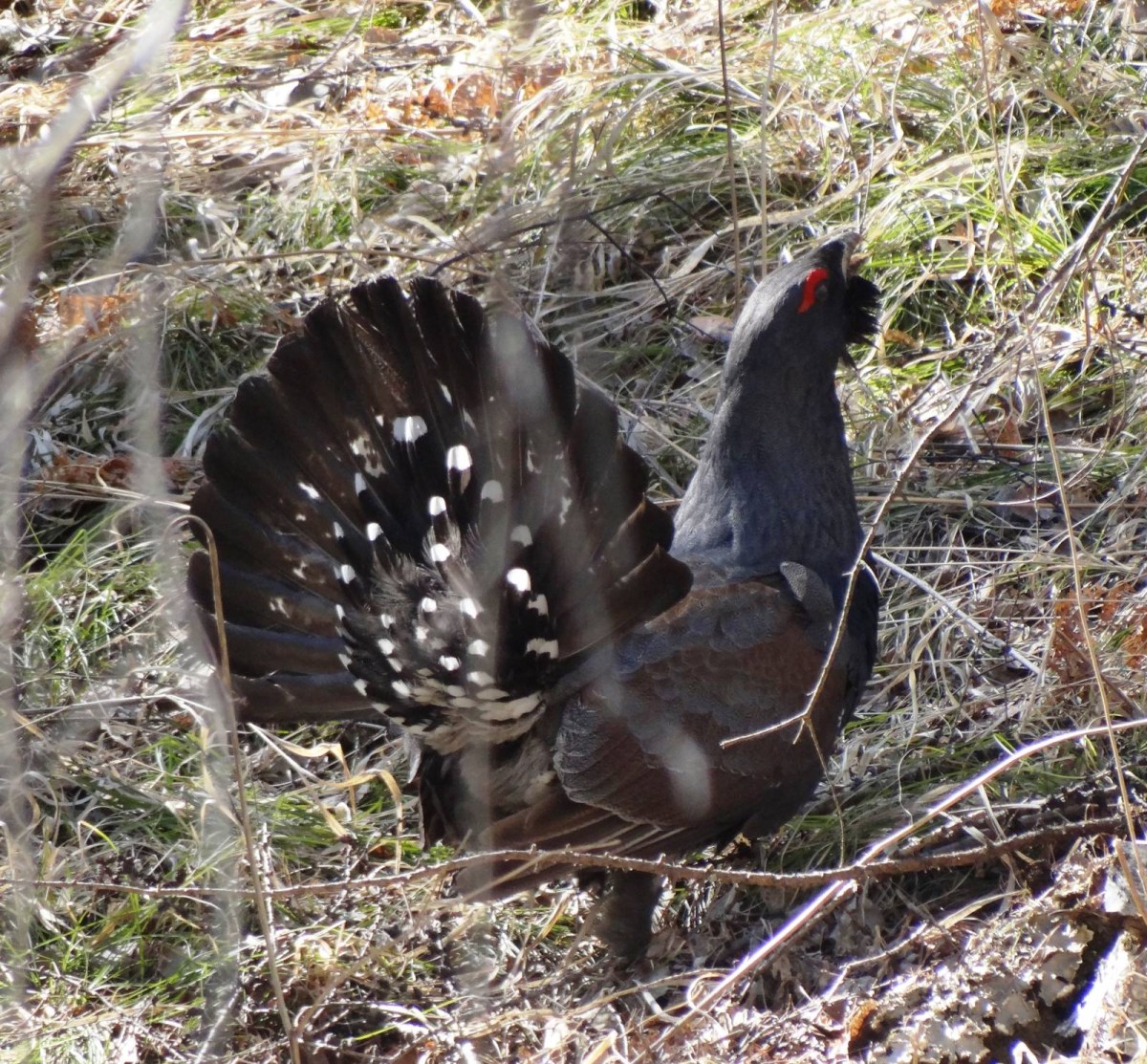 Лесби частное семейное