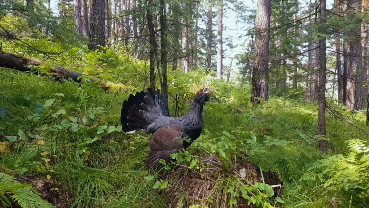 Гибрид тетерева и глухаря